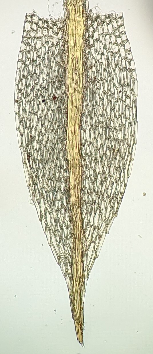 Bryum inaequale (hero image)