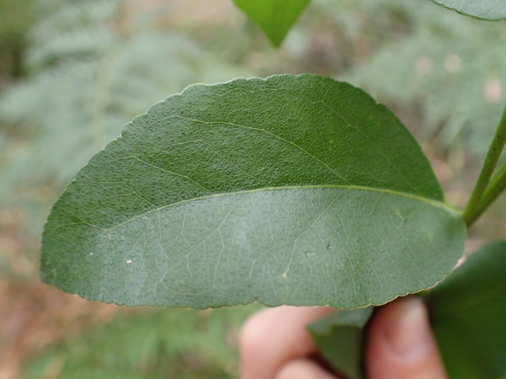 Eucalyptus brookeriana (hero image)