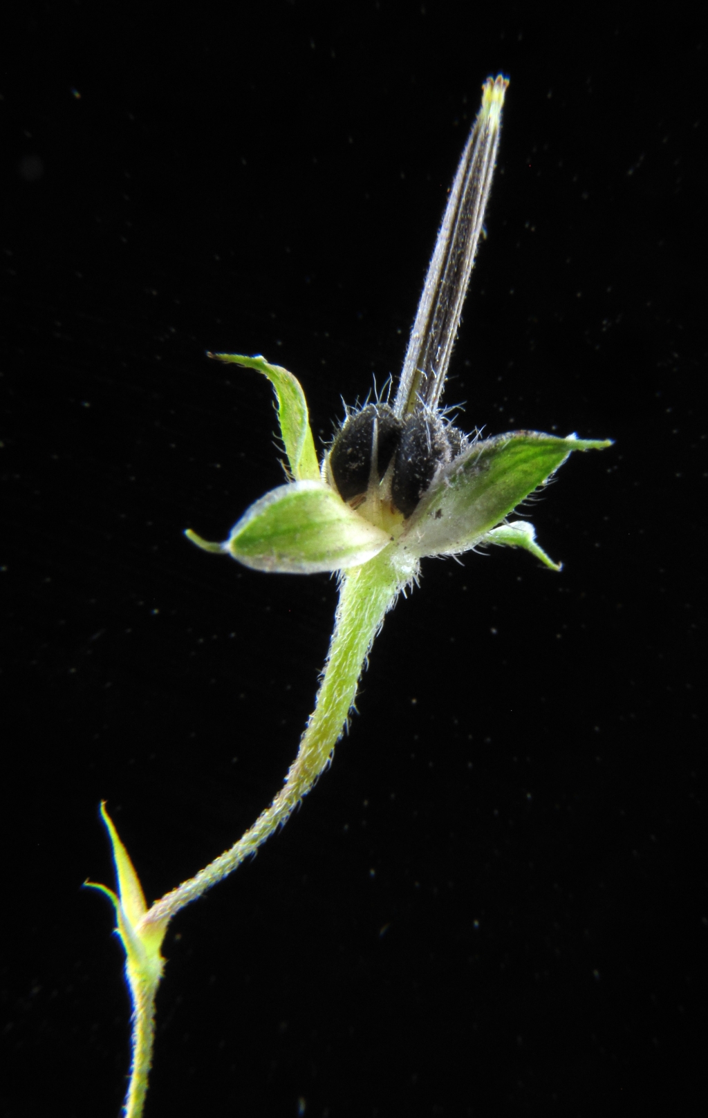 Geraniaceae (hero image)