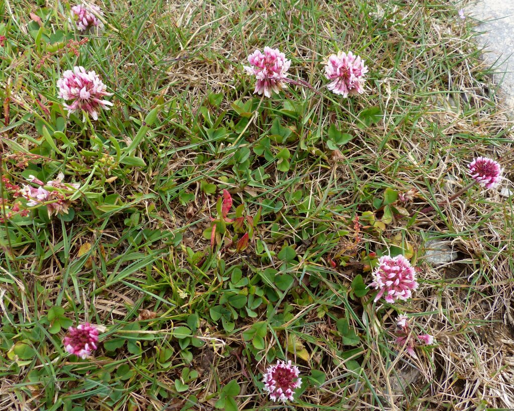 Trifolium fragiferum (hero image)