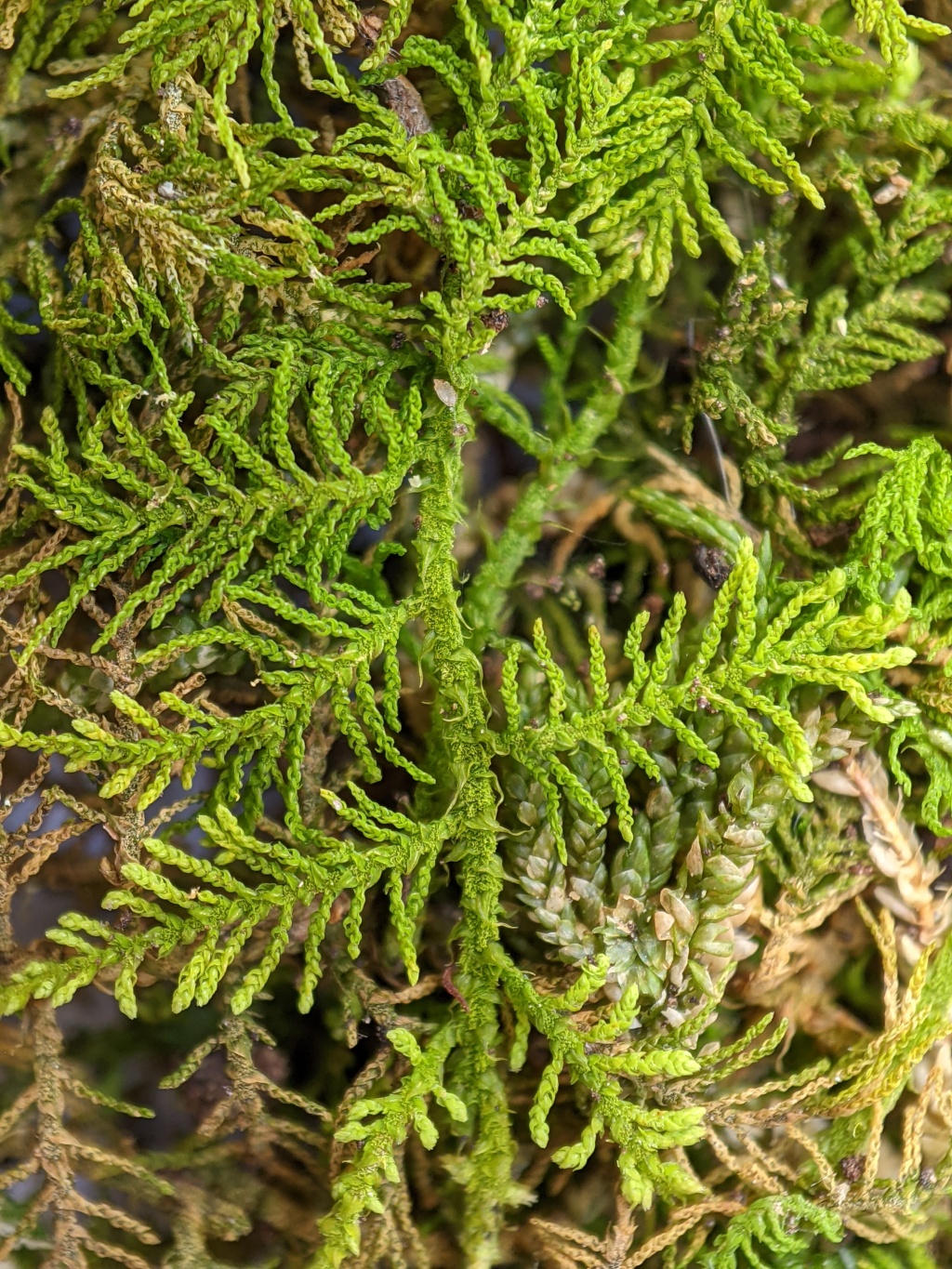 Thuidiopsis furfurosa (hero image)