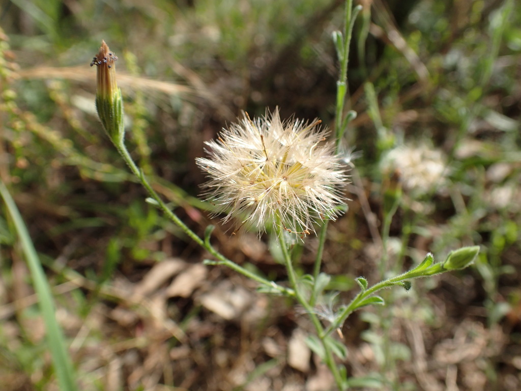Vittadinia cuneata var. cuneata (hero image)