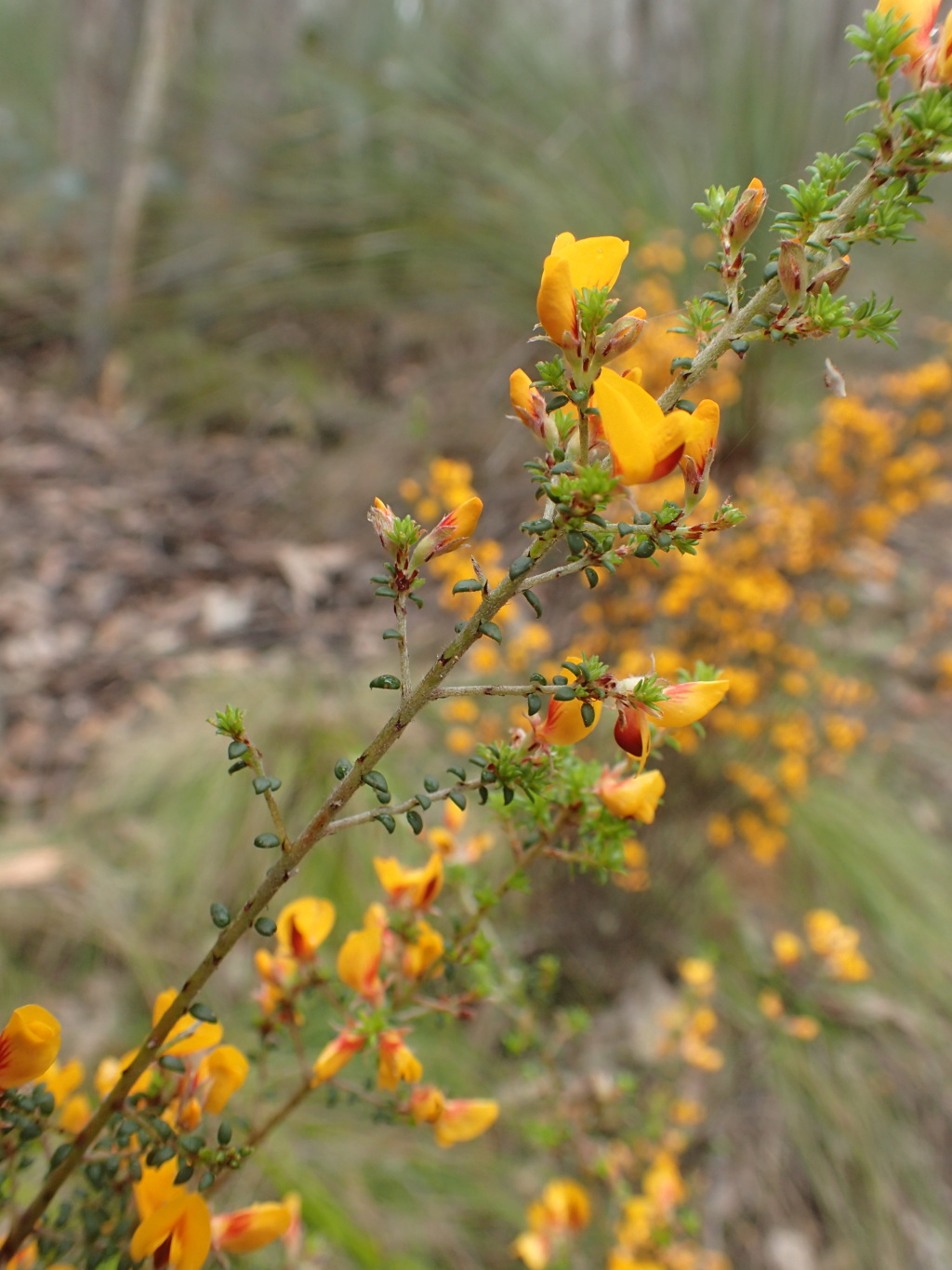 Pultenaea gunnii subsp. gunnii (hero image)