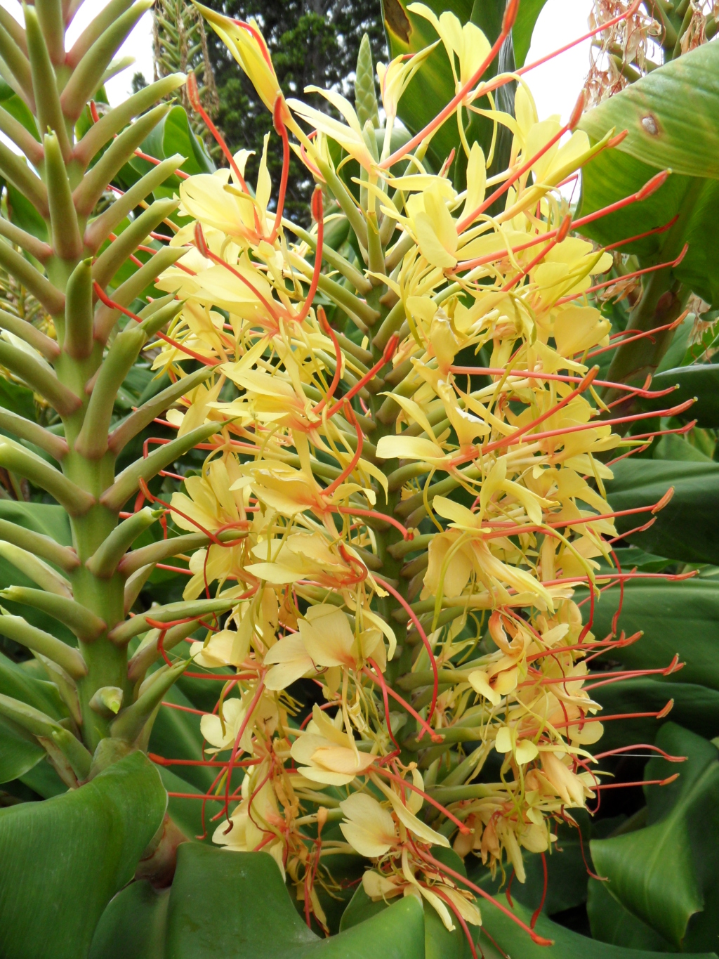 Hedychium gardnerianum (hero image)