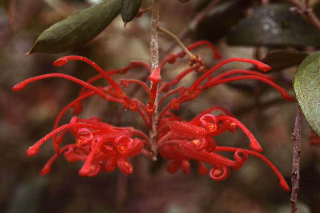 Grevillea monslacana (hero image)