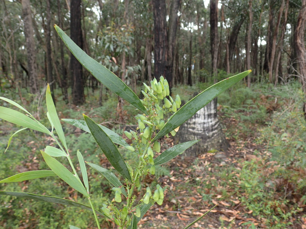 Daviesia laevis (hero image)