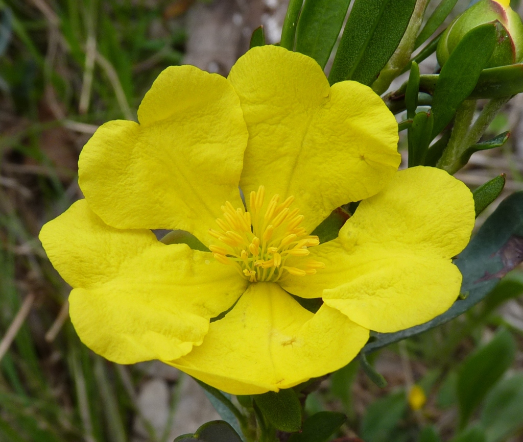 Hibbertia obtusifolia (hero image)