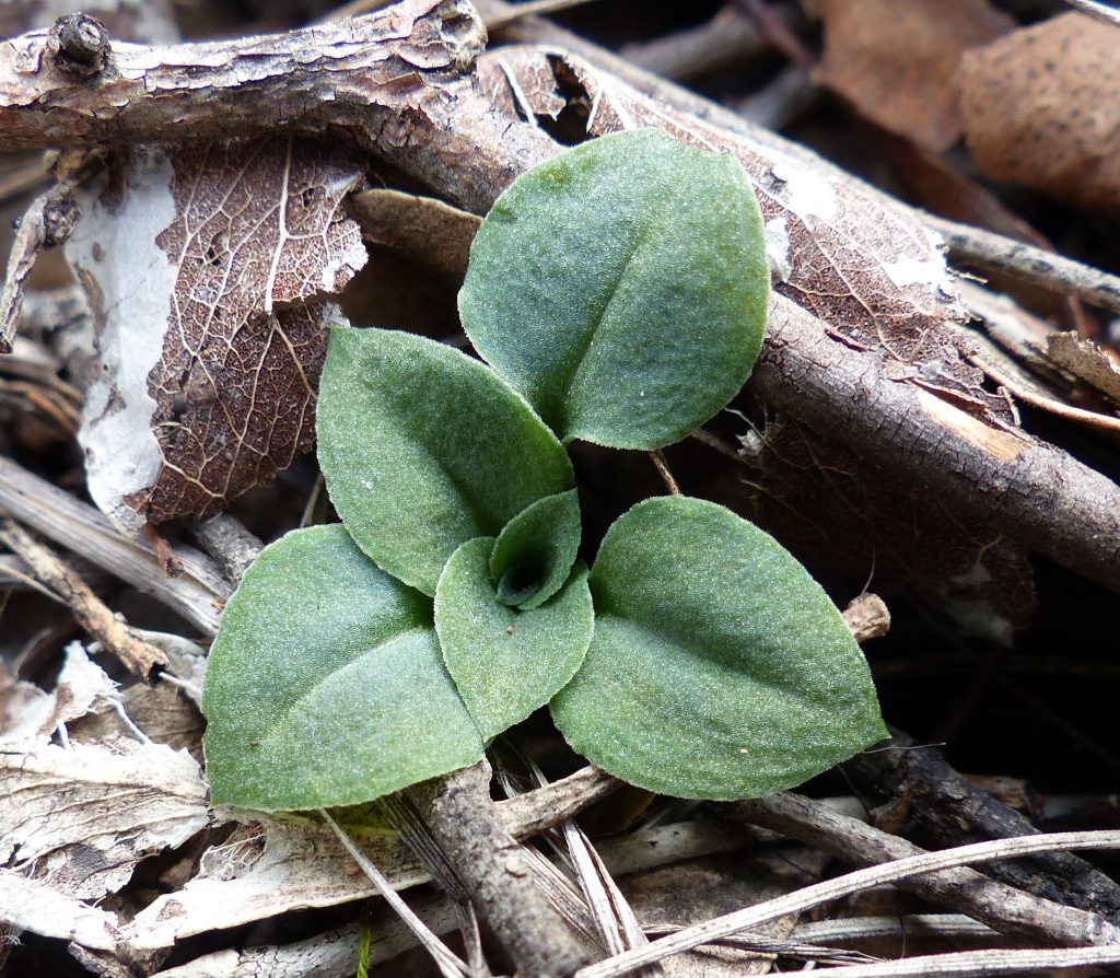 Pterostylis rubescens (hero image)