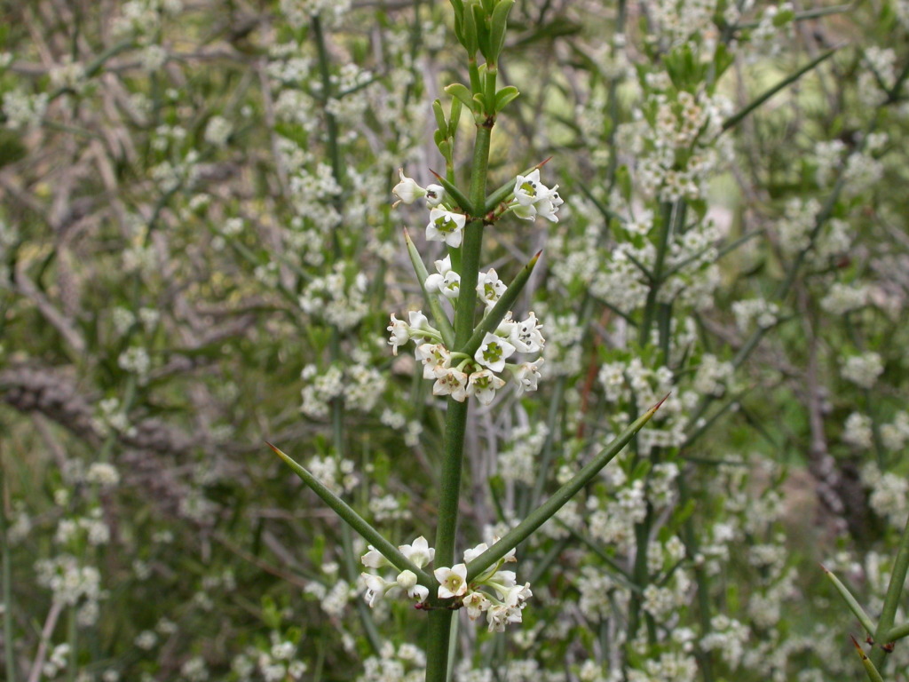 Discaria pubescens (hero image)