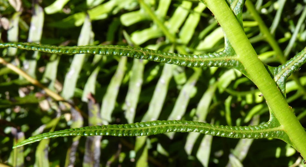 Blechnum nudum (hero image)