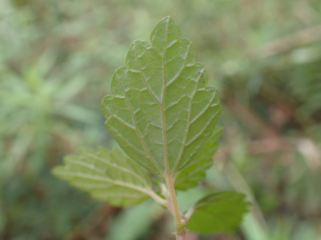 Australina pusilla subsp. muelleri (hero image)