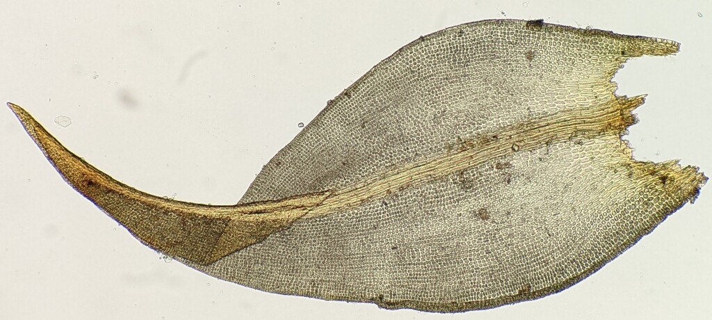 Triquetrella paradoxa (hero image)