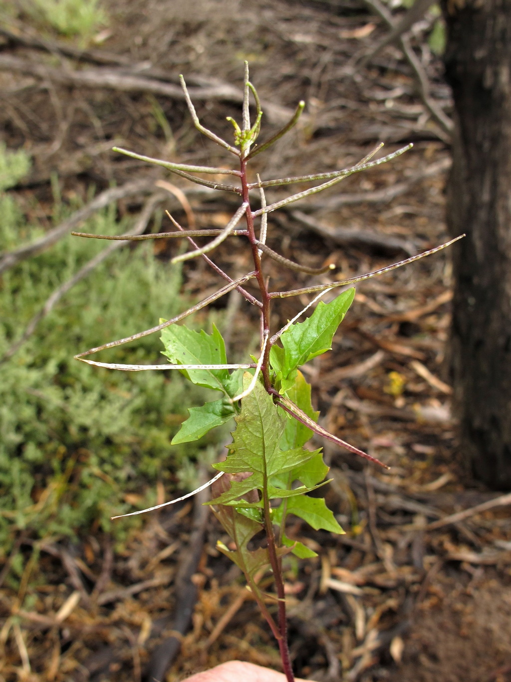 Sisymbrium erysimoides (hero image)