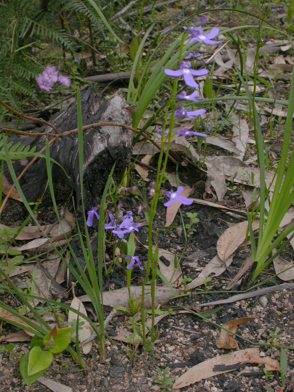 Lobelia dentata (hero image)