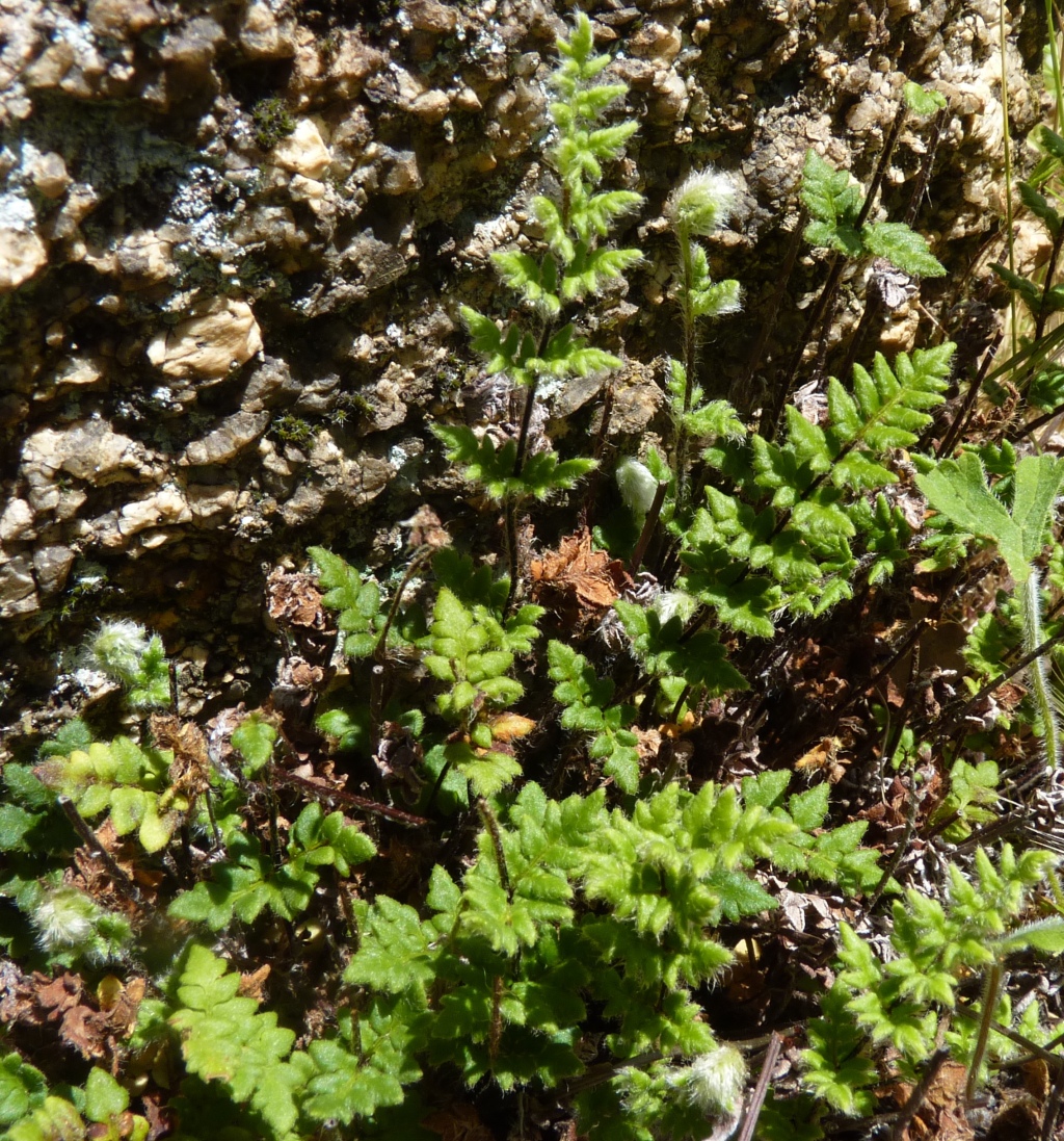 Cheilanthes (hero image)