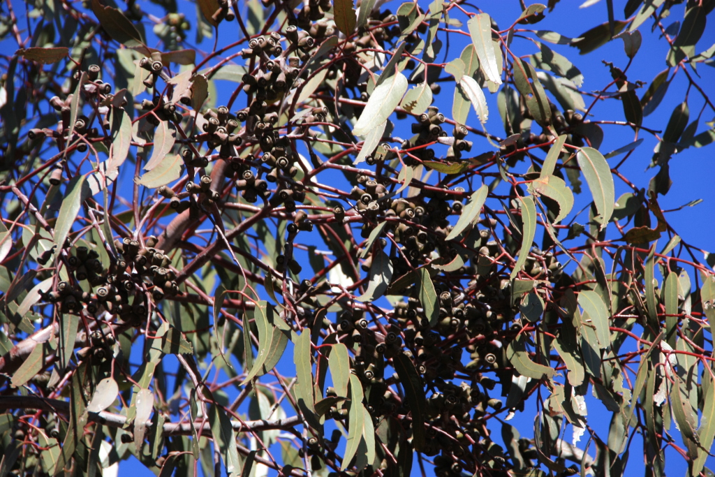 Eucalyptus stricklandii (hero image)