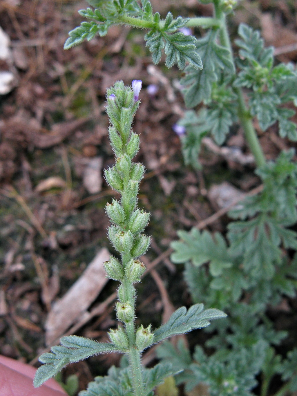 Verbena supina var. supina (hero image)