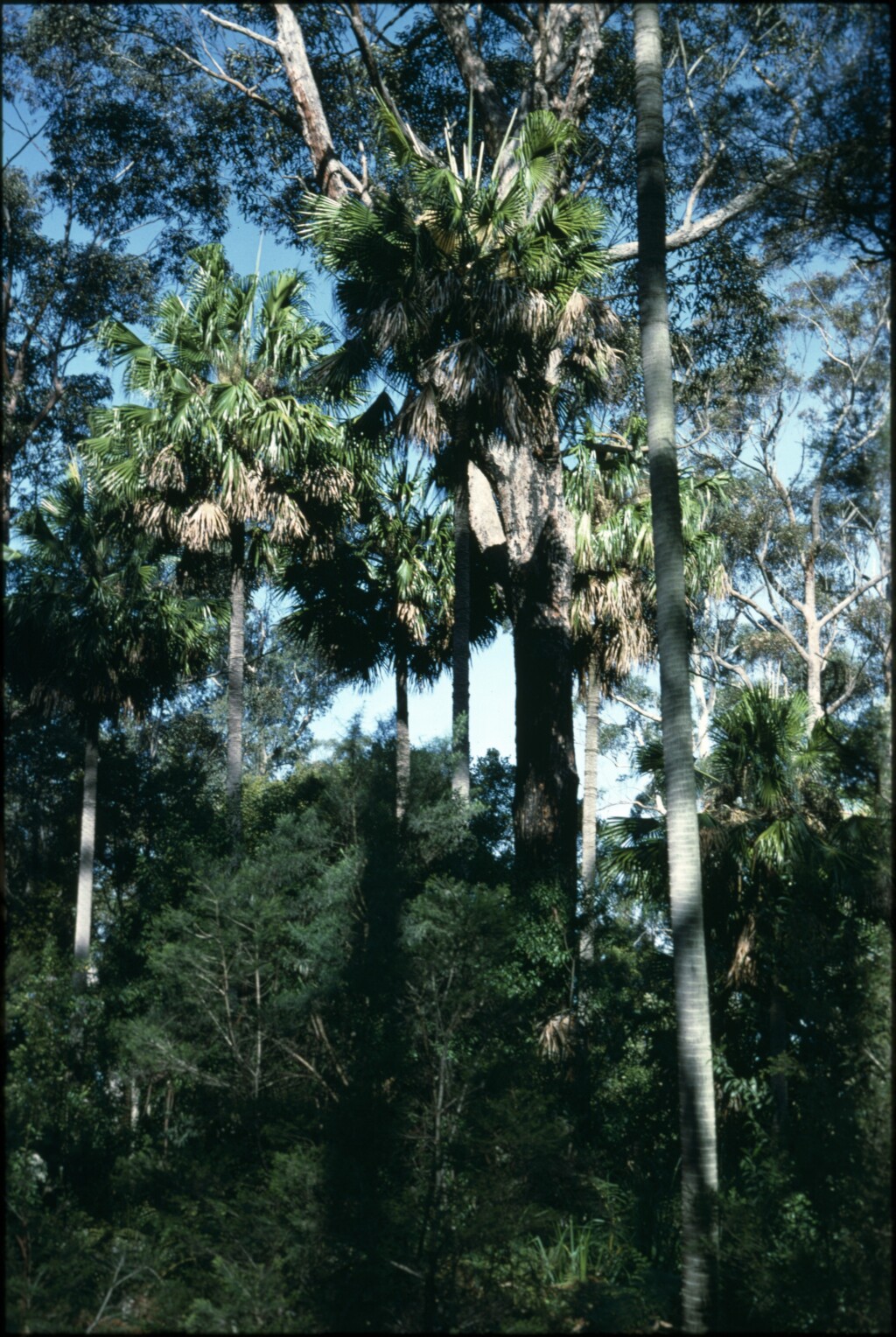 Arecaceae (hero image)