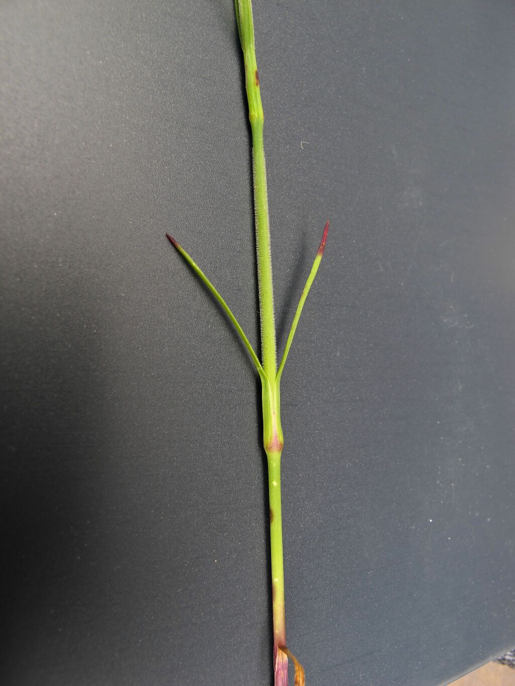 Petrorhagia dubia (hero image)