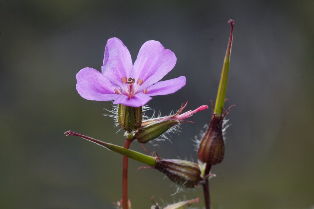 Geranium yeoi (hero image)