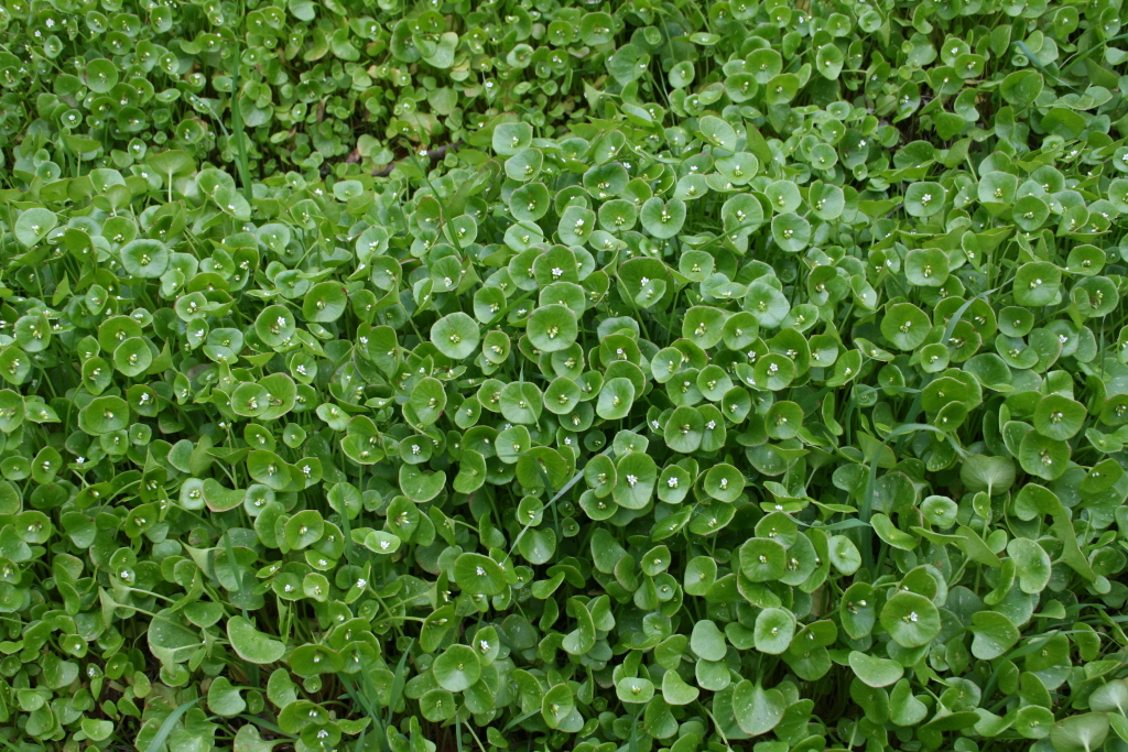 Claytonia perfoliata subsp. perfoliata (hero image)