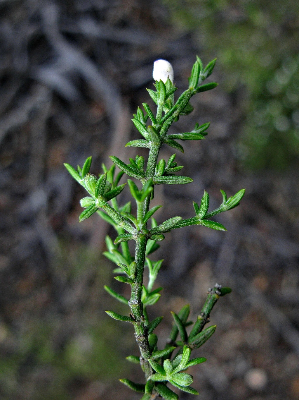 Westringia rigida (hero image)