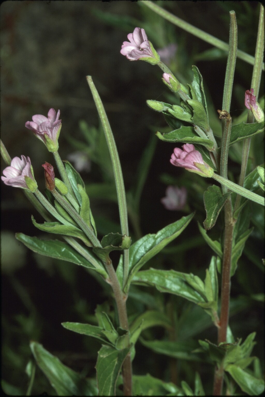 Epilobium sarmentaceum (hero image)