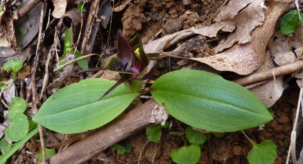 Chiloglottis valida (hero image)