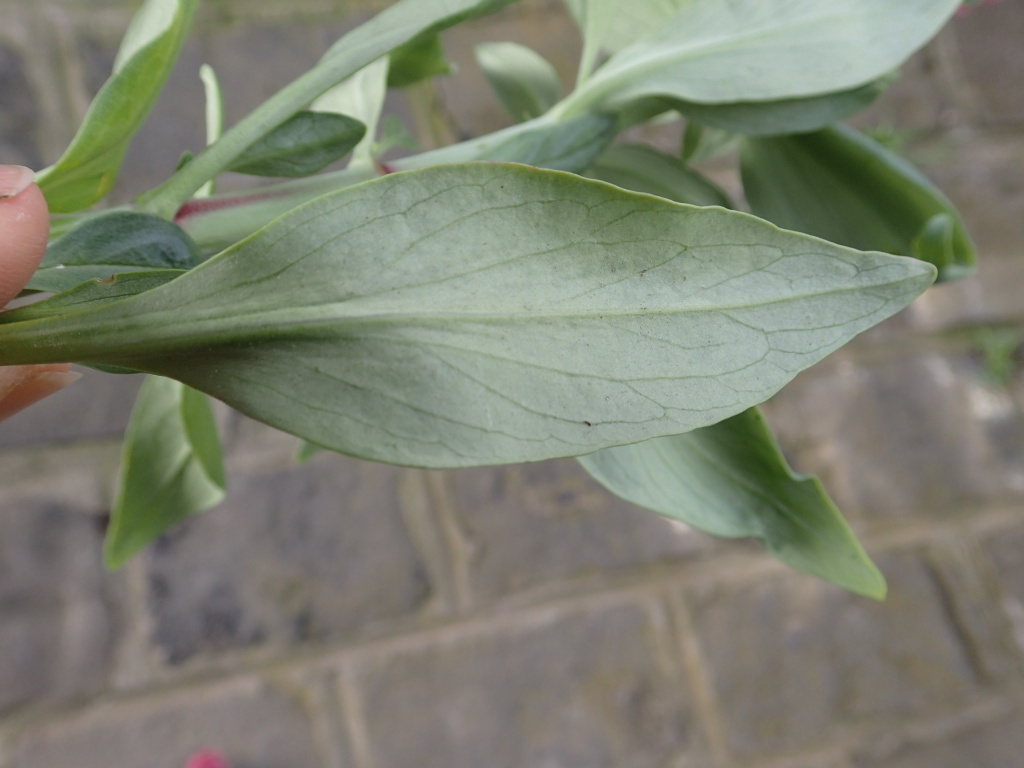 Centranthus ruber (hero image)