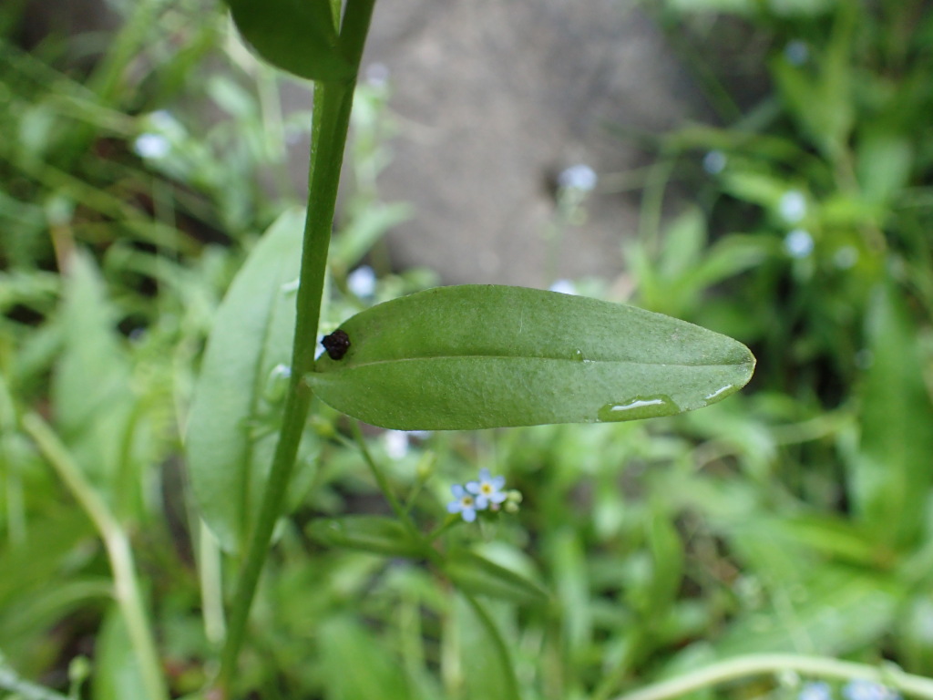 Myosotis laxa (hero image)