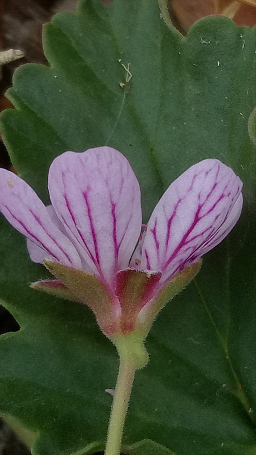 Pelargonium sp. 1 (hero image)