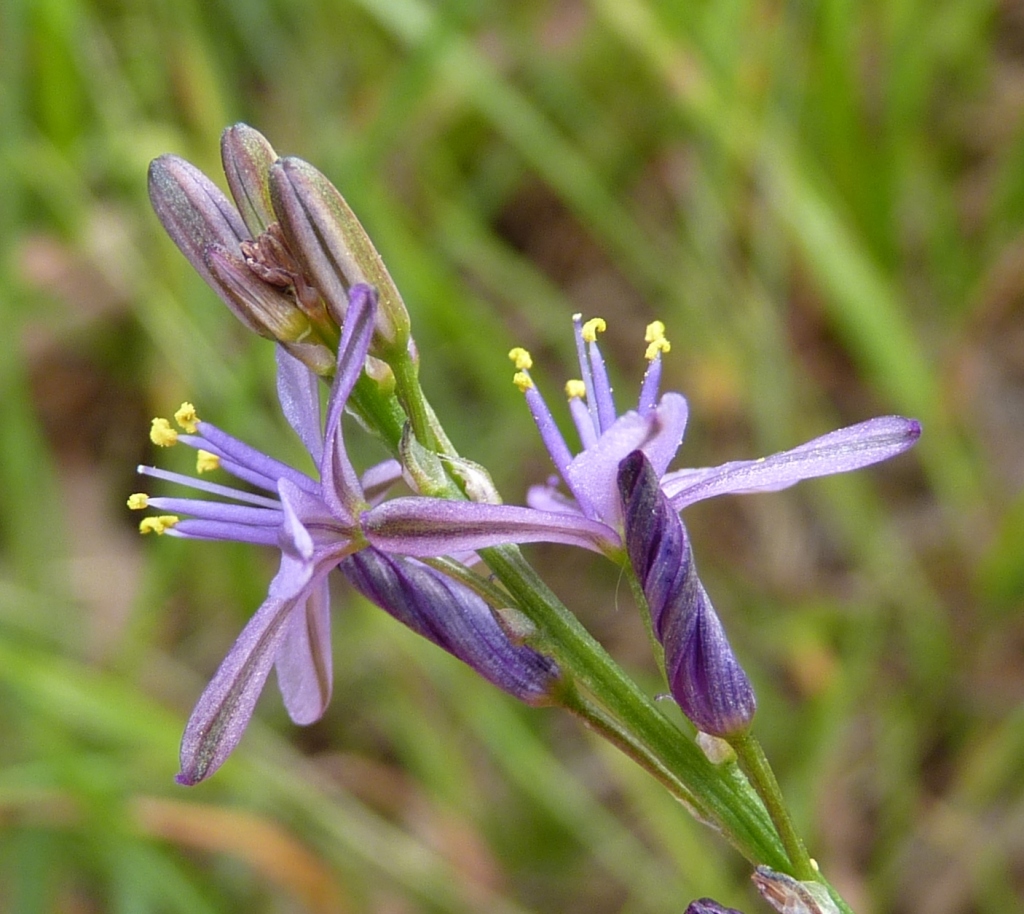 Caesia calliantha (hero image)