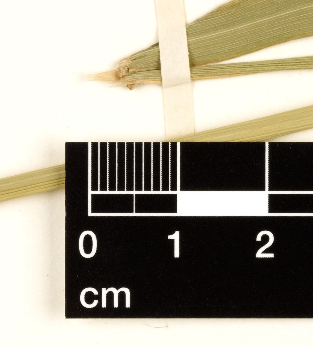 Agrostis (hero image)