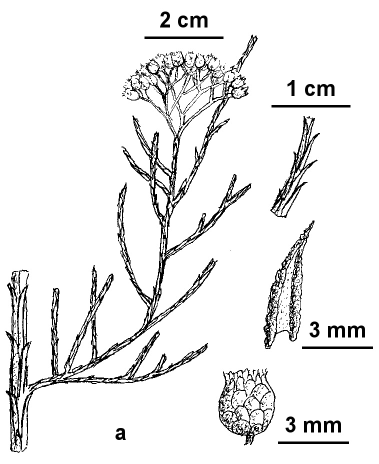 Ozothamnus adnatus (hero image)