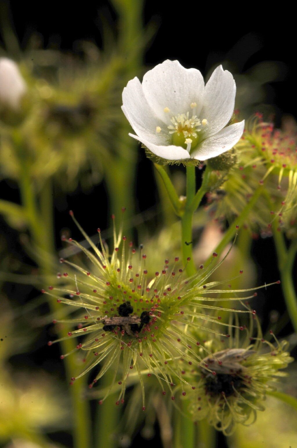Droseraceae (hero image)