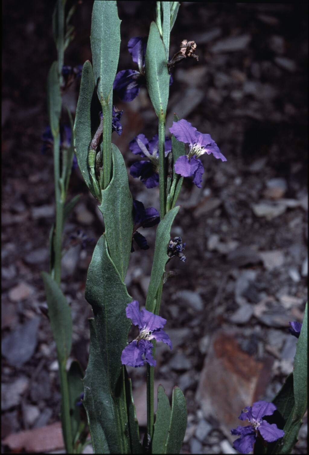 Dampiera galbraithiana (hero image)