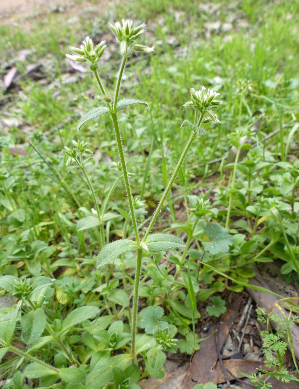 Cerastium glomeratum (hero image)