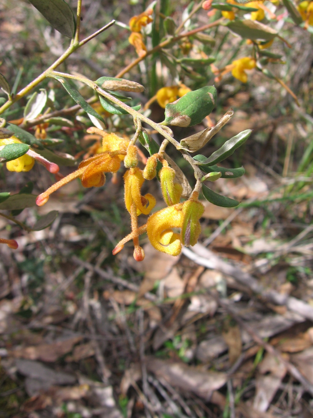 Grevillea chrysophaea (hero image)