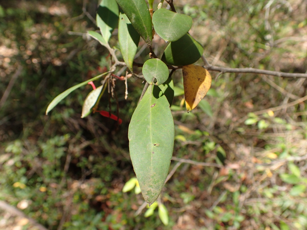 Grevillea parvula (hero image)