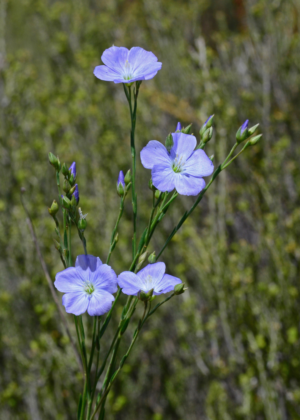 Linaceae (hero image)