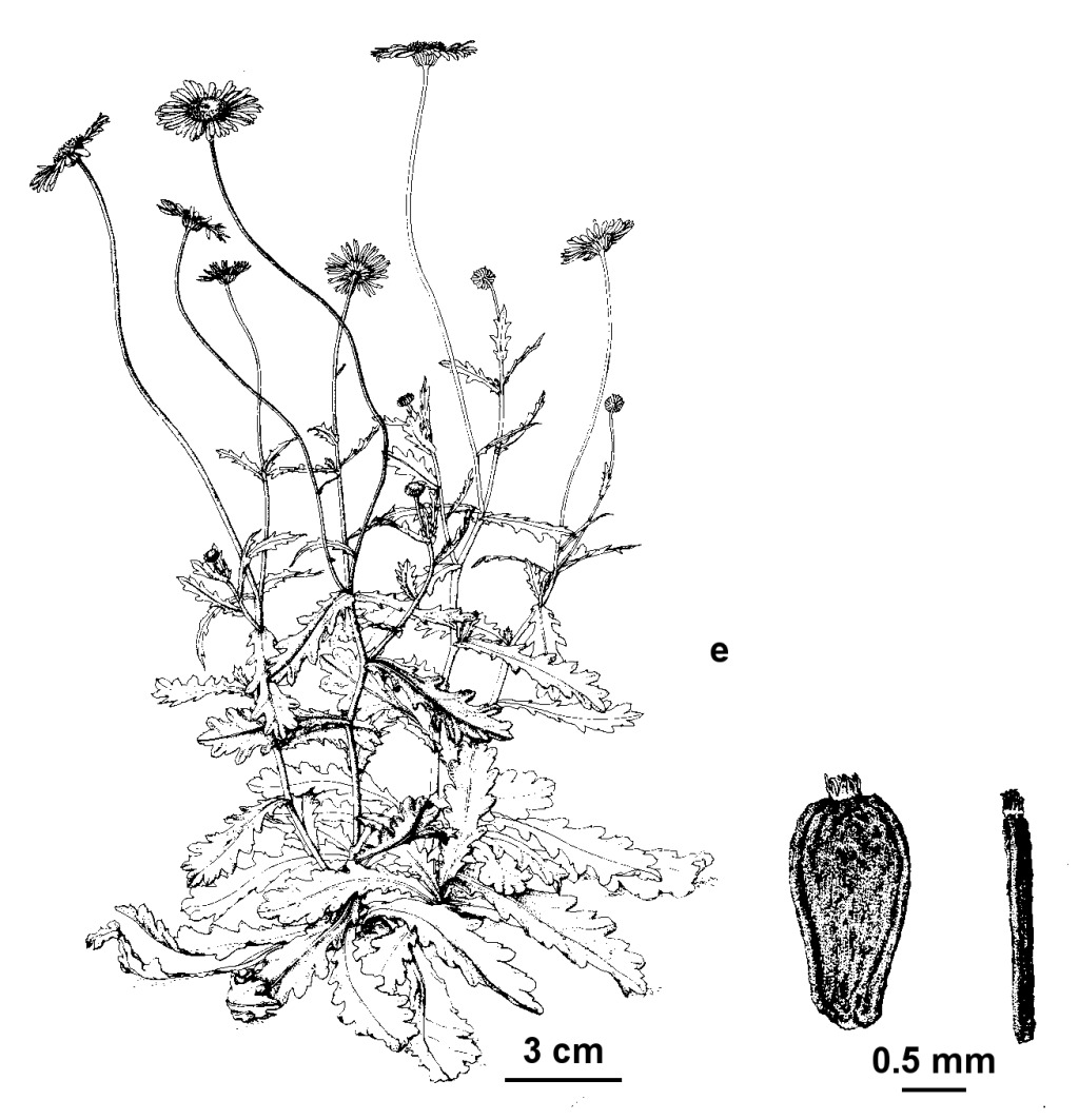 Brachyscome petrophila (hero image)