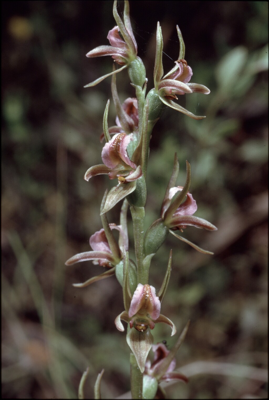 Prasophyllum hygrophilum (hero image)