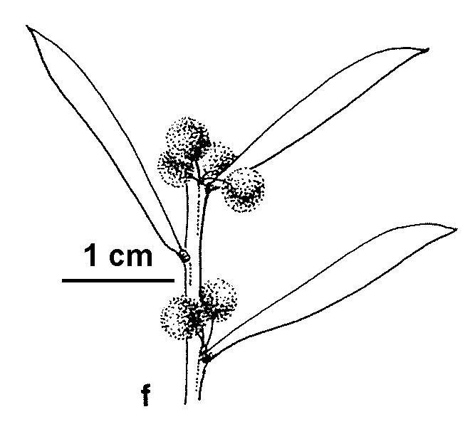 Acacia ancistrophylla var. lissophylla (hero image)