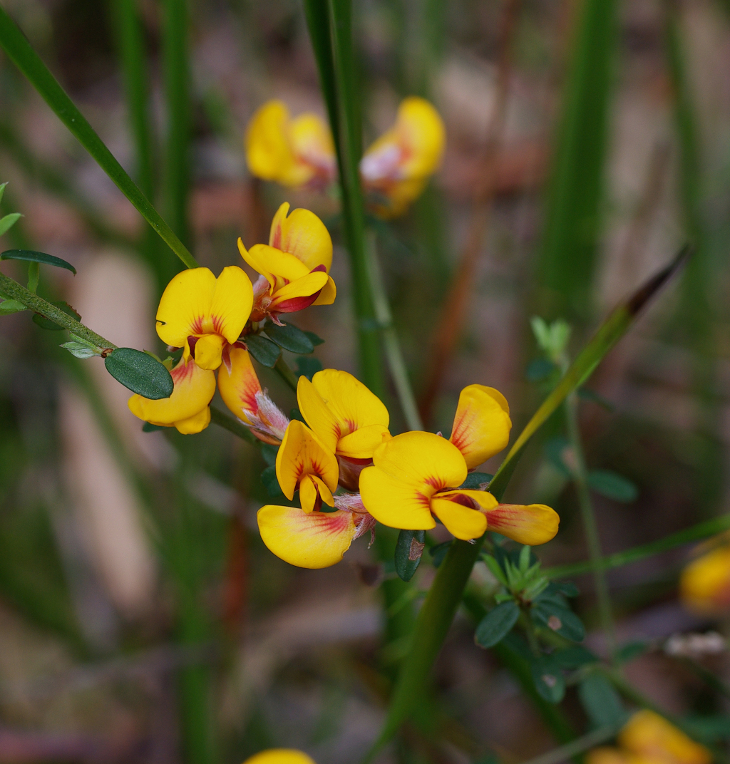 Pultenaea stricta (hero image)