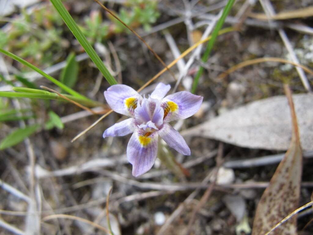 Moraea setifolia (hero image)