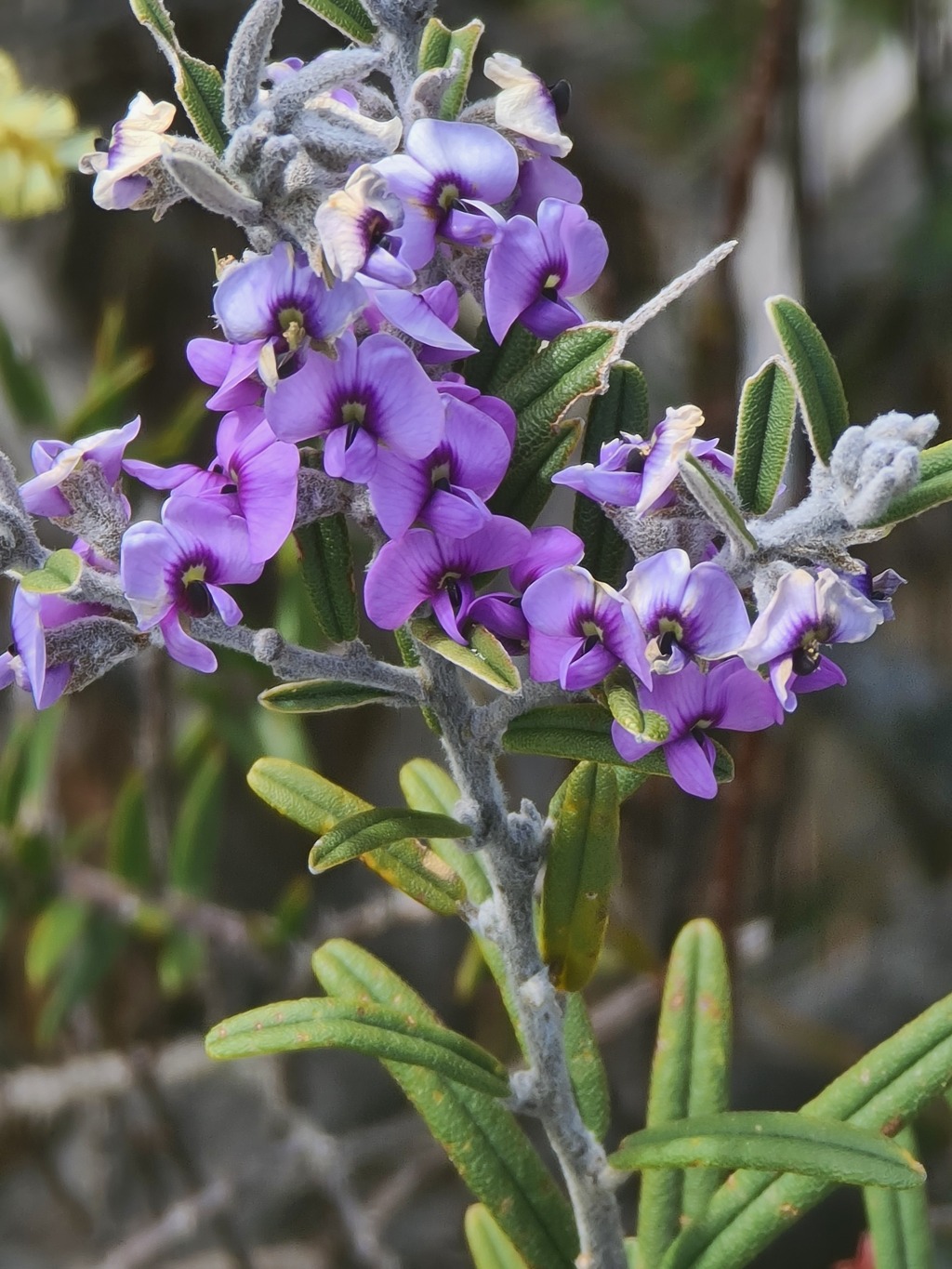 Hovea rosmarinifolia (hero image)