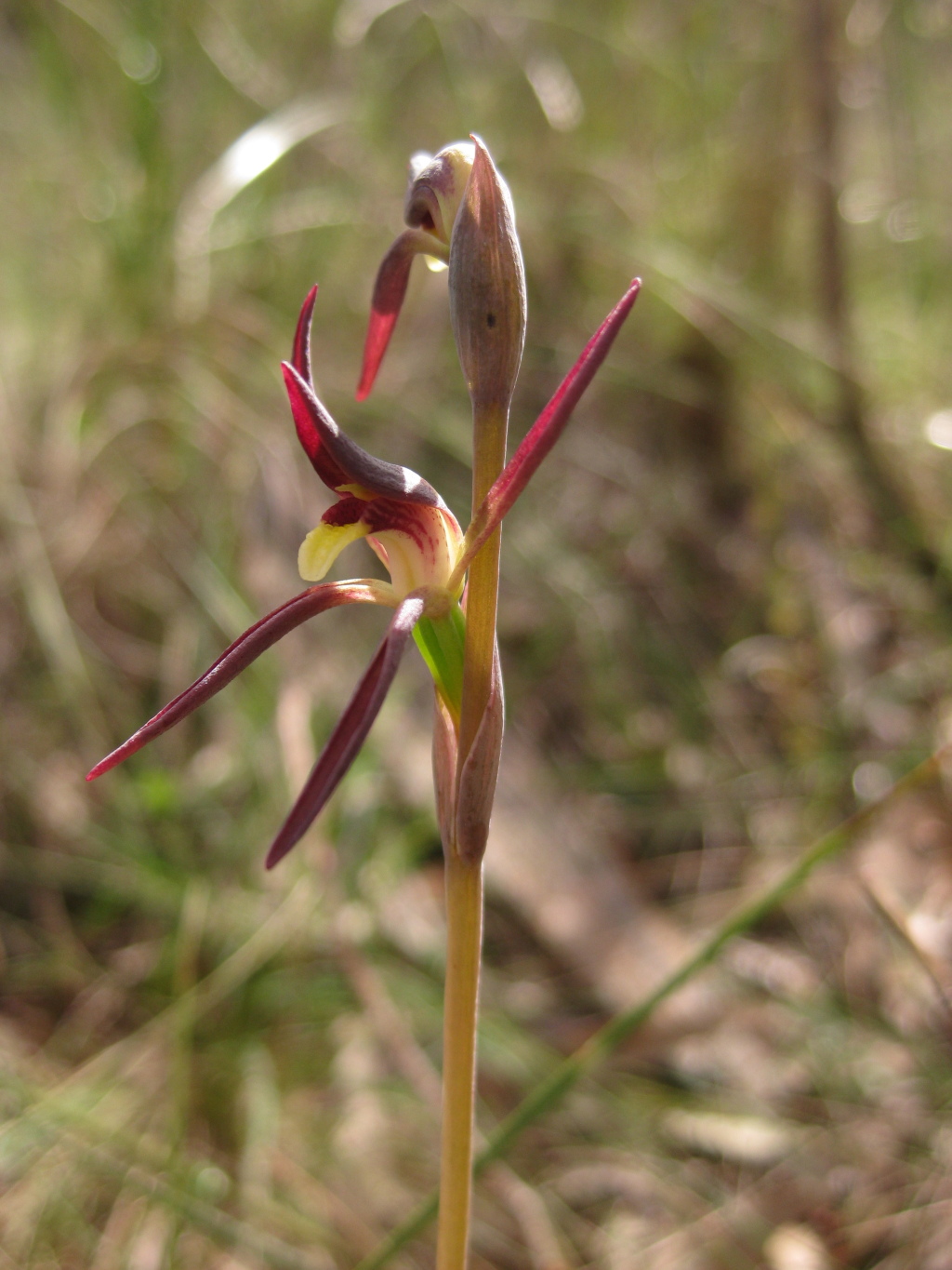 Lyperanthus suaveolens (hero image)