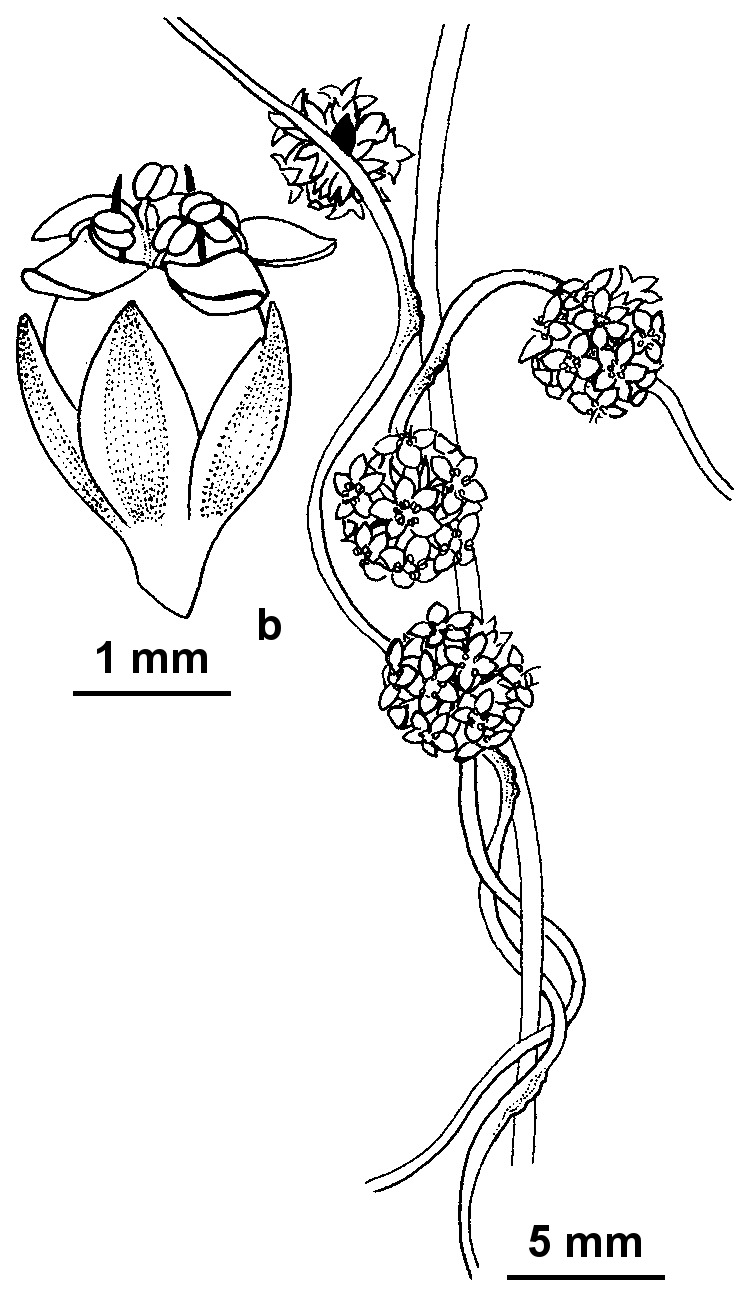 Cuscuta planiflora (hero image)