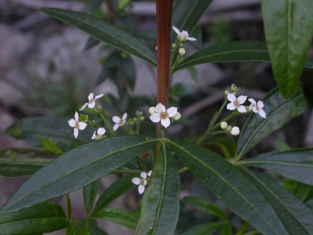 Zieria oreocena (hero image)