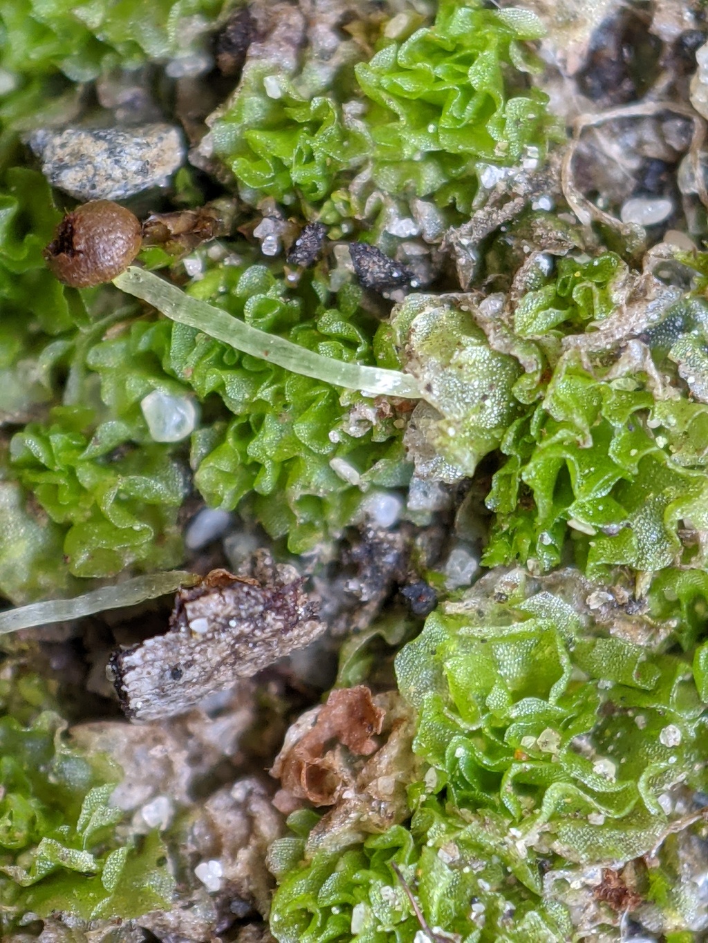 Fossombroniaceae (hero image)